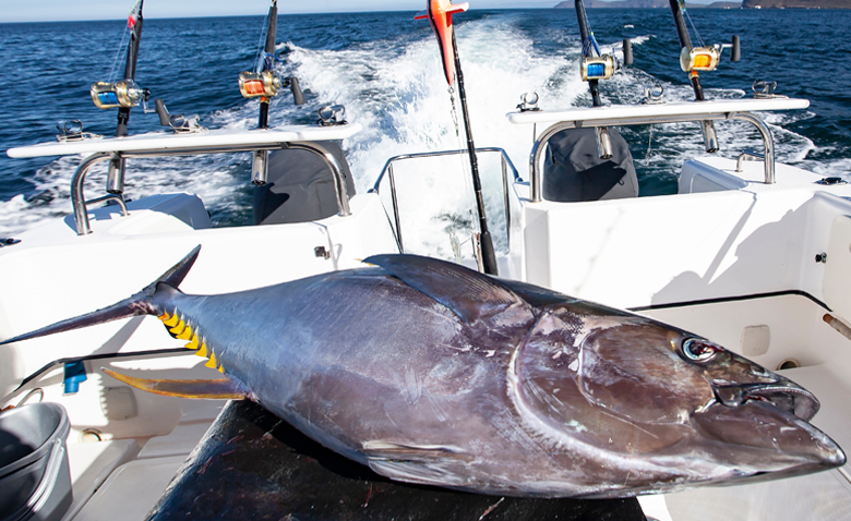Bluefin Tuna Fishing Experience