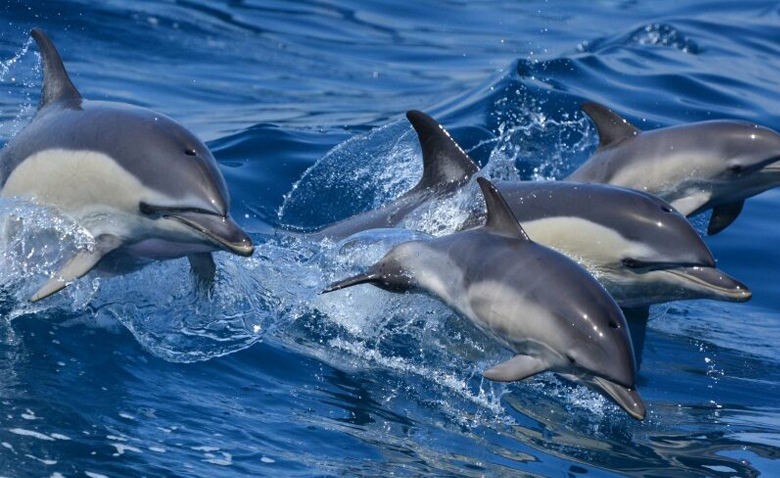 Dolphin Safari Gibraltar